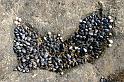 Bretagne (300)